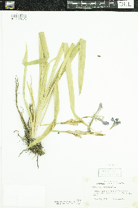 Iris versicolor image