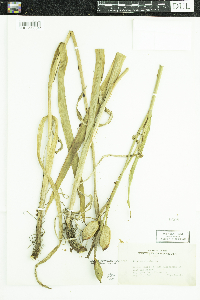 Iris versicolor image