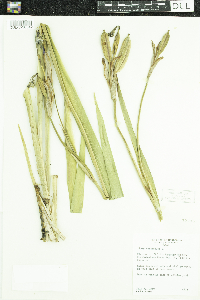Iris versicolor image