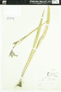 Iris versicolor image