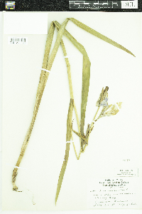 Iris versicolor image