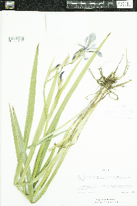 Iris versicolor image