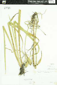 Iris versicolor image