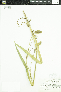Iris versicolor image