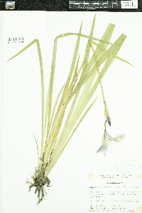 Iris versicolor image