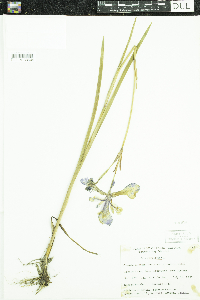 Iris versicolor image