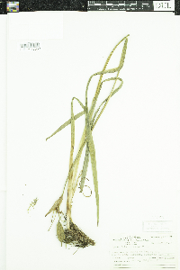 Iris versicolor image