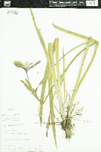 Iris versicolor image