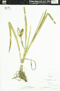 Iris versicolor image