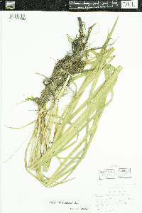 Iris versicolor image