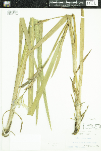 Iris virginica image