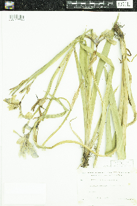 Iris versicolor image