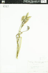 Iris versicolor image
