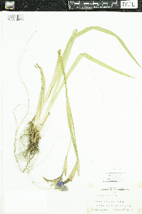 Iris versicolor image