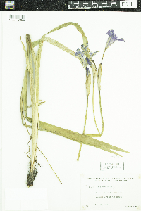 Iris versicolor image