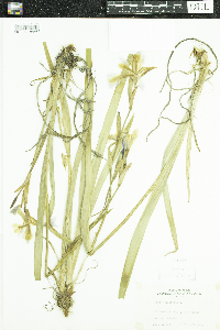 Iris versicolor image