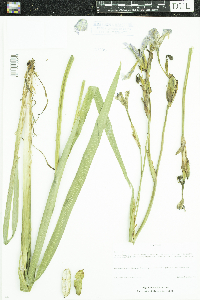 Iris versicolor image