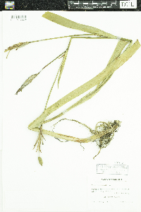 Iris versicolor image