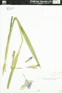 Iris versicolor image