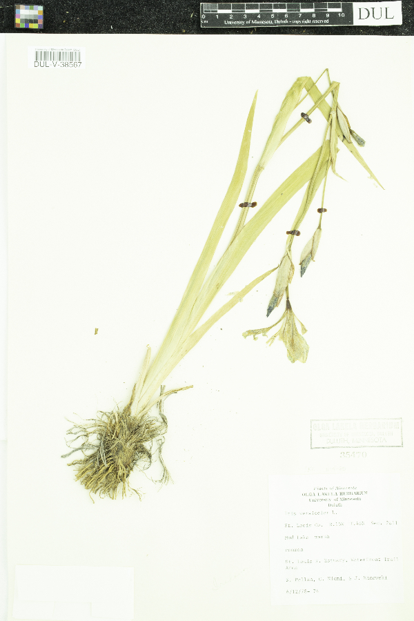 Iris versicolor image