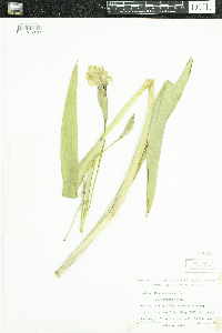 Media resource of Iris versicolor