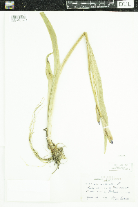 Thumbnail image of current specimen
