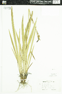 Thumbnail image of current specimen