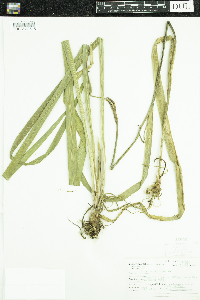 Iris versicolor image