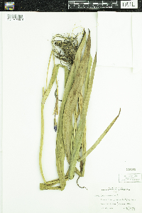 Iris versicolor image