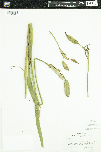 Iris versicolor image