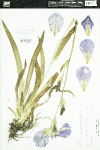 Iris pallida image