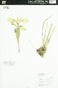 Iris pseudacorus image