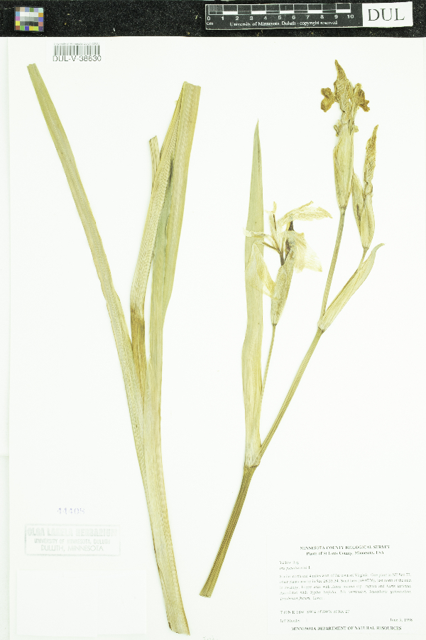 Iris pseudacorus image
