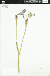 Iris versicolor image