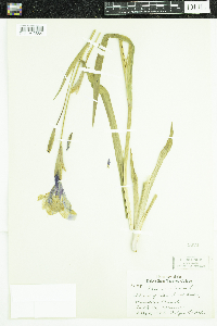 Iris versicolor image