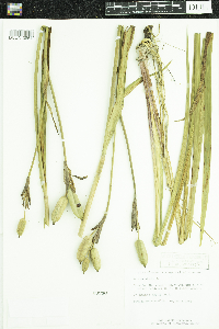 Iris versicolor image