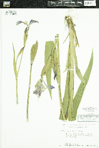 Iris versicolor image