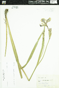 Iris versicolor image