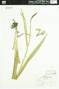 Iris versicolor image