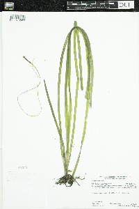 Vallisneria americana image