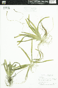 Vallisneria americana image