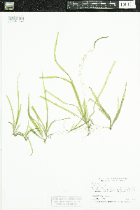 Vallisneria americana image
