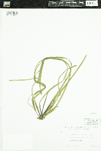 Vallisneria americana image