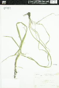 Vallisneria americana image