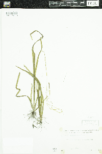 Vallisneria americana image