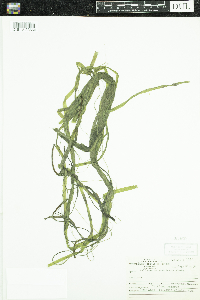 Vallisneria americana image
