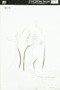 Vallisneria americana image