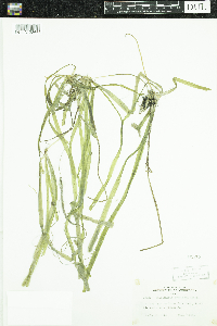 Vallisneria americana image