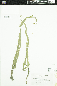 Vallisneria americana image