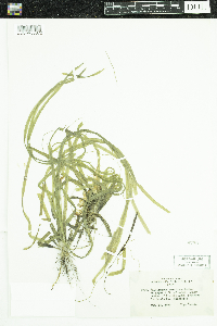 Vallisneria americana image